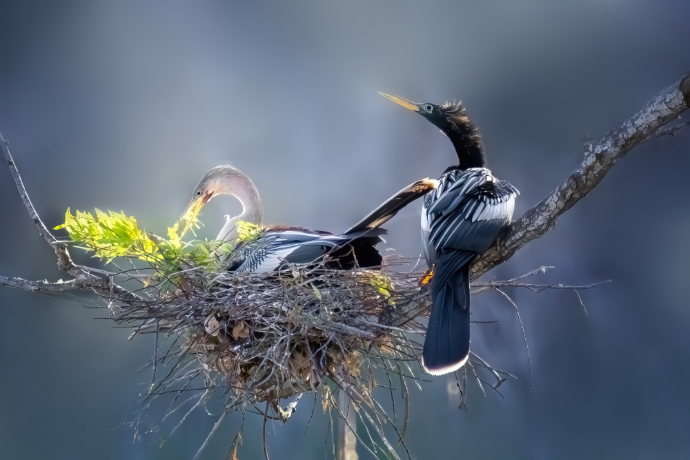 Anhinga’s Nest: A Cooperative Bond von Jianping Yang