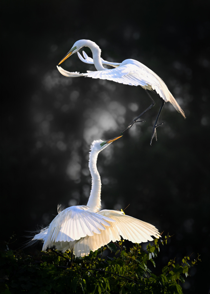 Aerial Encounter: Snow Egrets in Flight von Jianping Yang