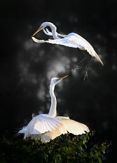 Aerial Encounter: Snow Egrets in Flight