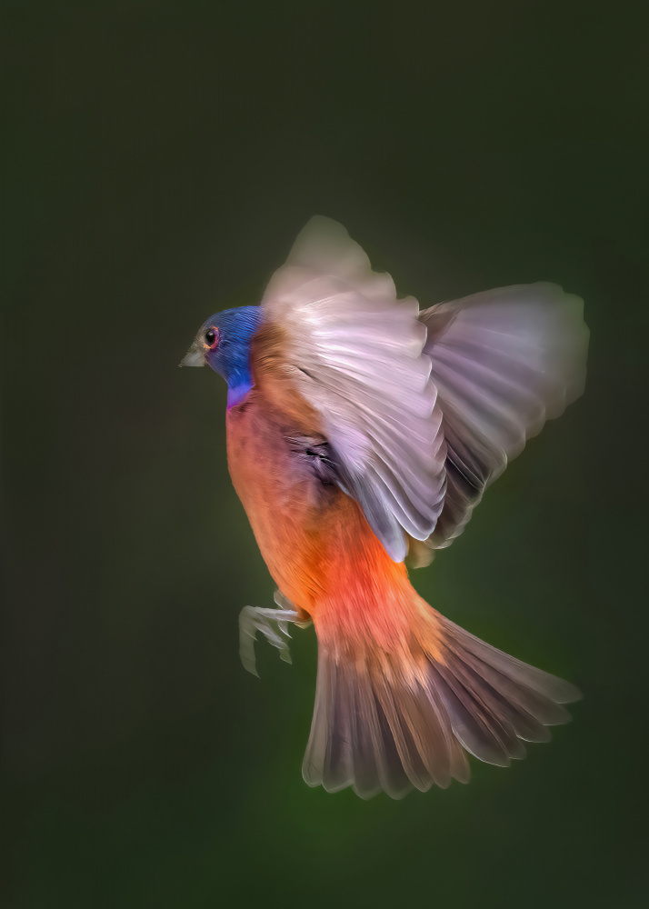 Painted Bunting Flying von Jianping Yang