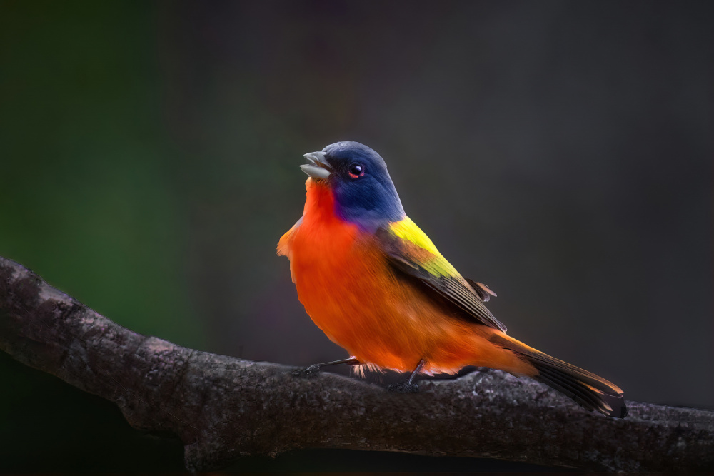 Painted Bunting Singing von Jianping Yang