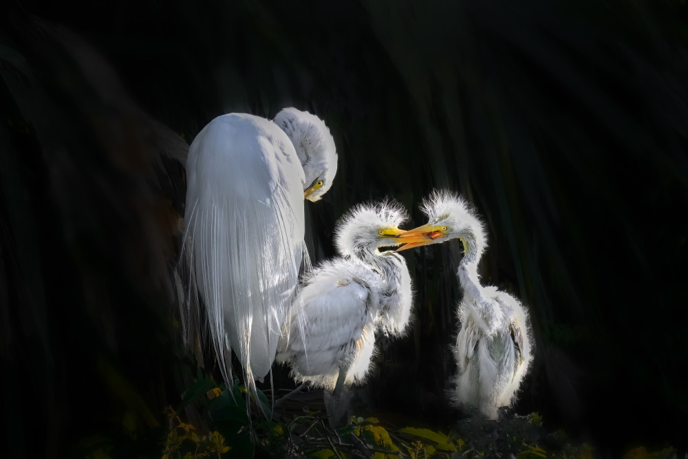 Egret Chicks’ Affectionate Bond von Jianping Yang