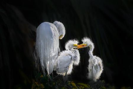 Egret Chicks’ Affectionate Bond