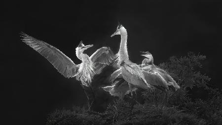 A Dancing Welcome for Mom