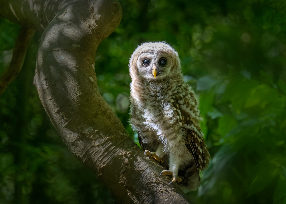 Eyes of Wonder: A Young Barred Owls Curiosity von Jianping Yang