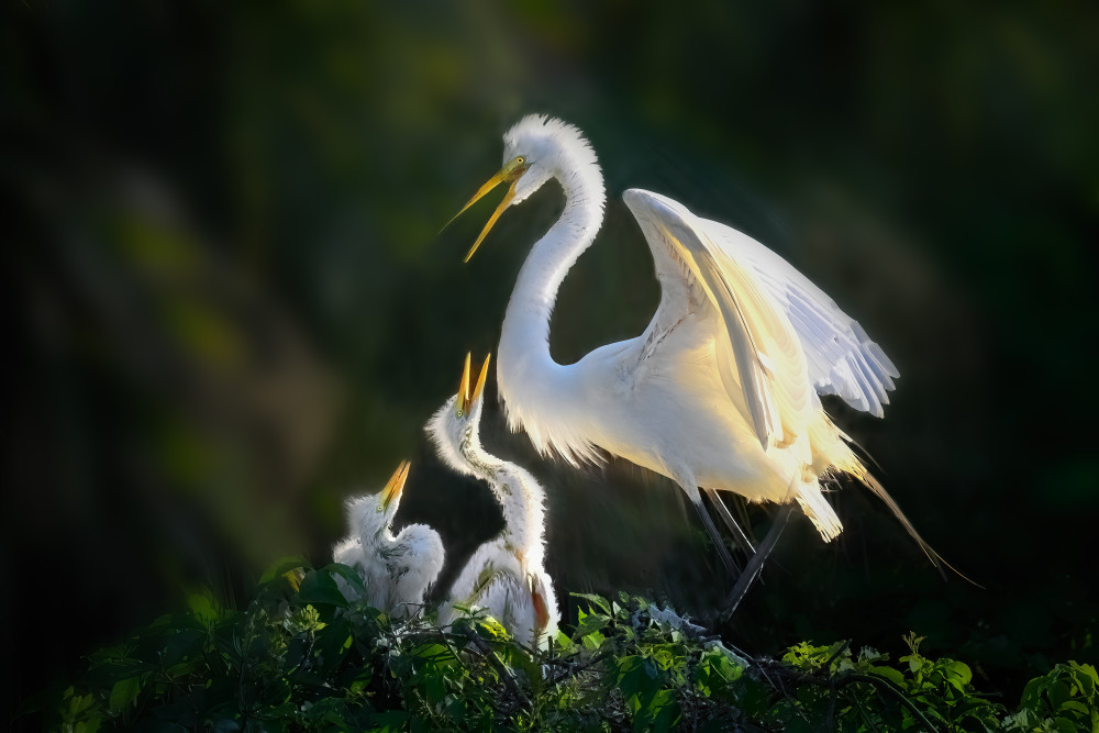 Feeding Time Frenzy von Jianping Yang