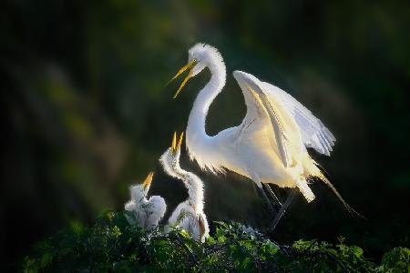 Feeding Time Frenzy