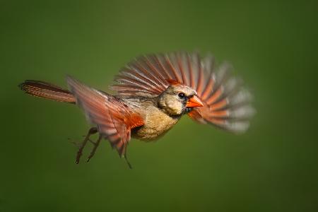 Cardinal in Flight