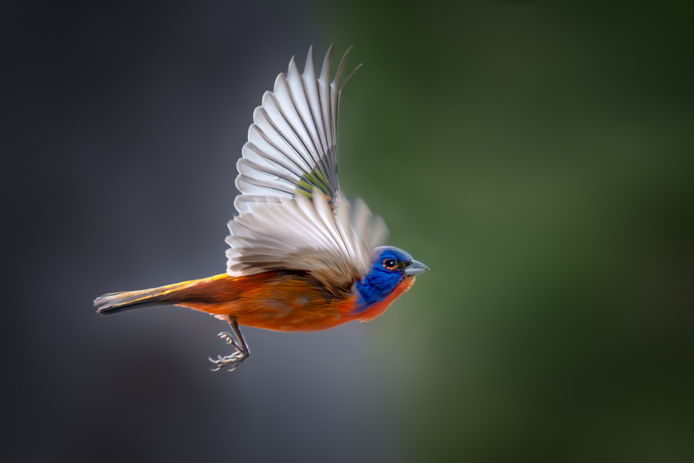 Vibrant Wings von Jianping Yang