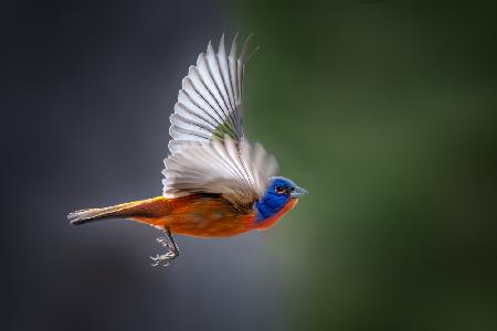 Vibrant Wings