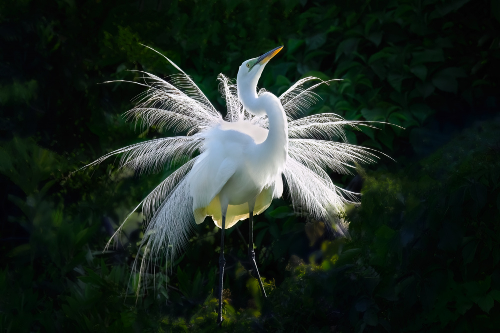 Mating Dance! von Jianping Yang