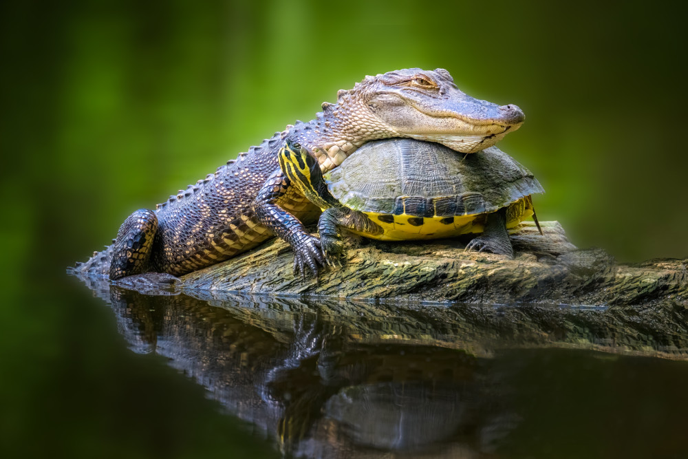 Unlikely Friends von Jianping Yang