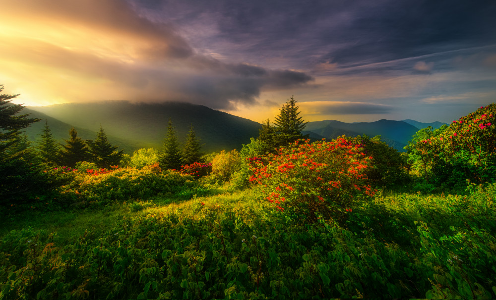 When the Flowers Bloom... (山花烂漫时…） von Jianping Yang