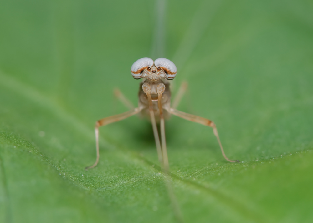 mayfly von Jianwen