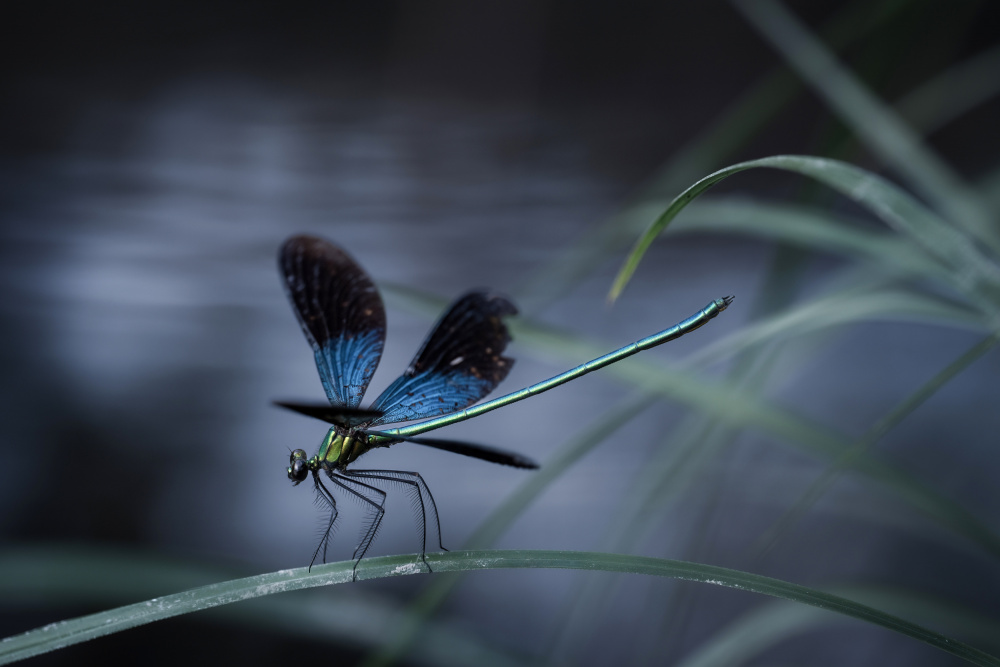 dragonfly von Jianwen