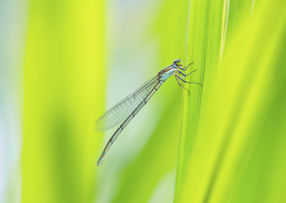 dragonfly von Jianwen