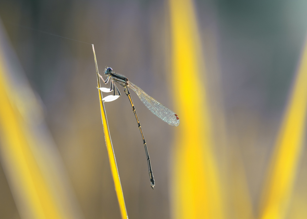 dragonfly von Jianwen