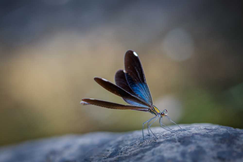 dragonfly von Jianwen