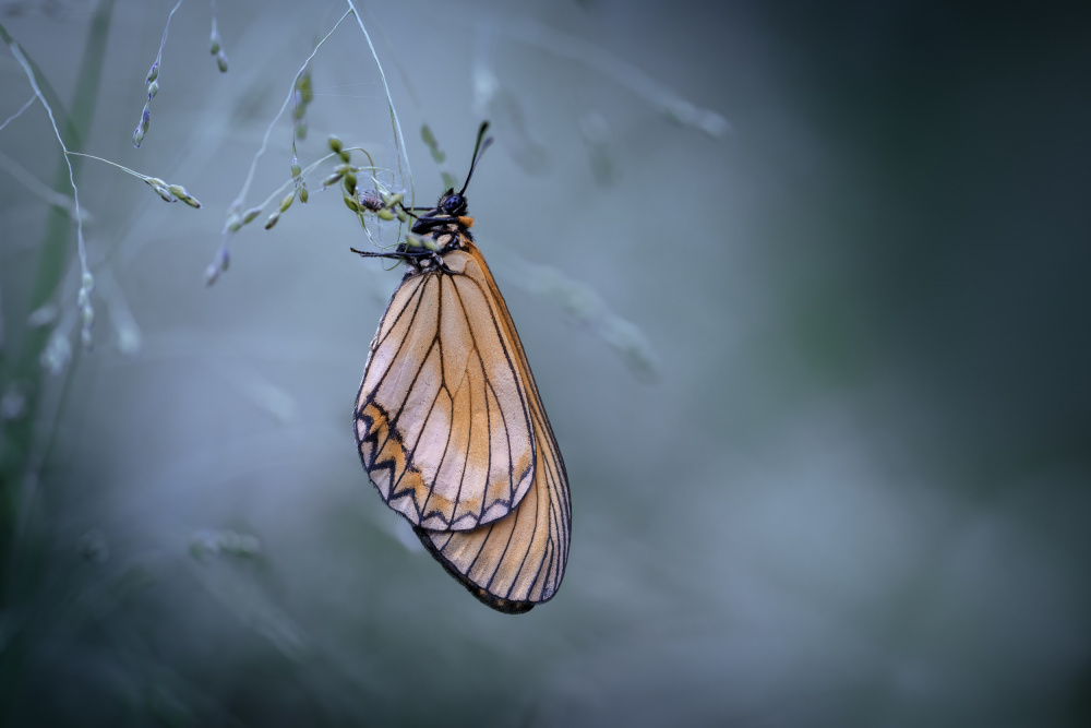 butterfly von Jianwen