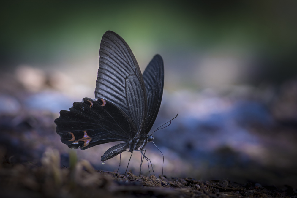 butterfly von Jianwen