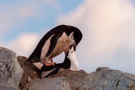 2 penguins