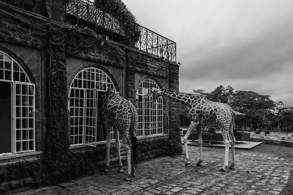 Early morning visitors von Jie Fischer