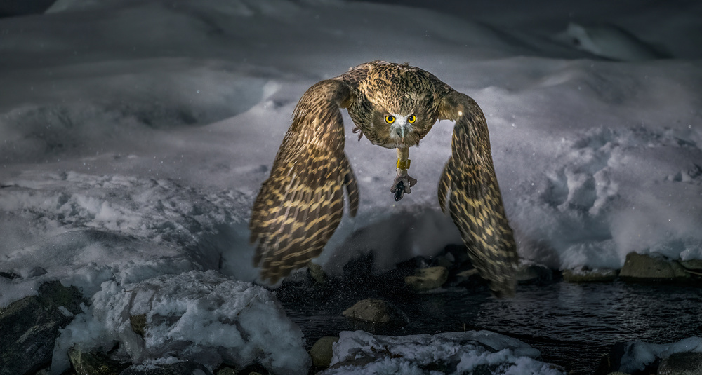 Blakiston fish  owl catch in the night von Jie Fischer