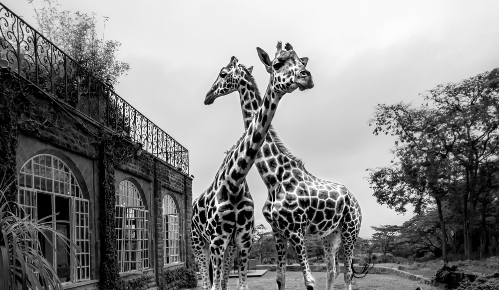 The Girafferaffe Manor von Jie Fischer