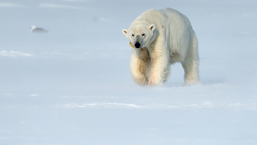 Lonely polar bear von Jie Fischer