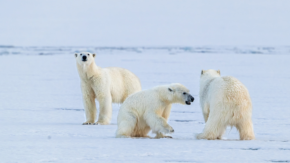 Polar bear  family von Jie Fischer