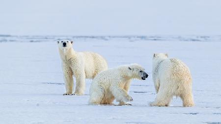 Polar bear  family