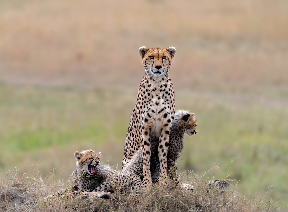 Family ! von Jie Fischer