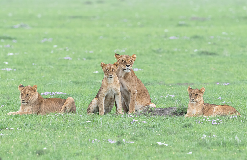 Spring in Massai von Jie Fischer