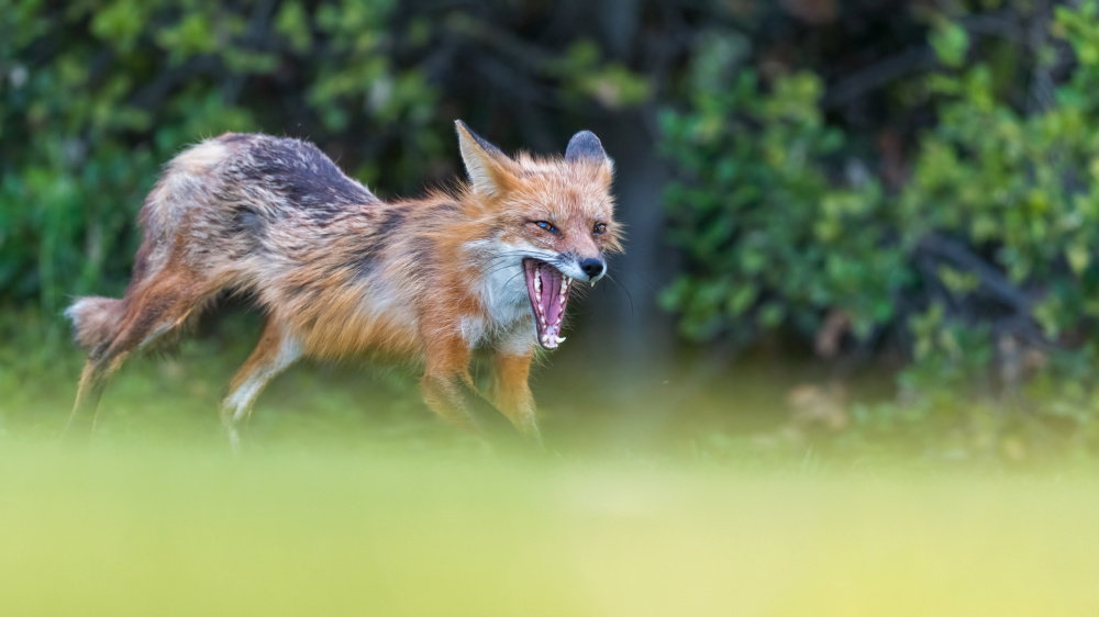 FOX von Jie Fischer