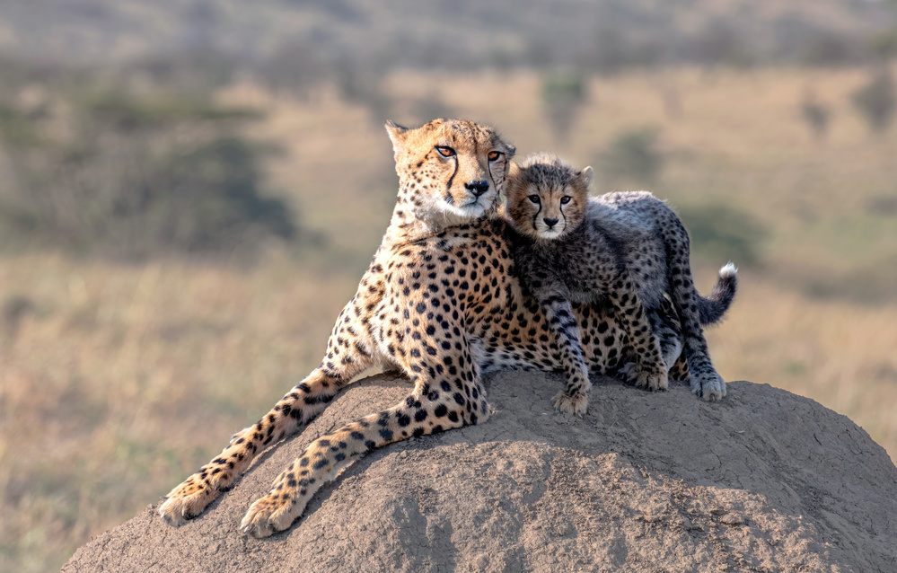 Cheetah and cup! von Jie Fischer