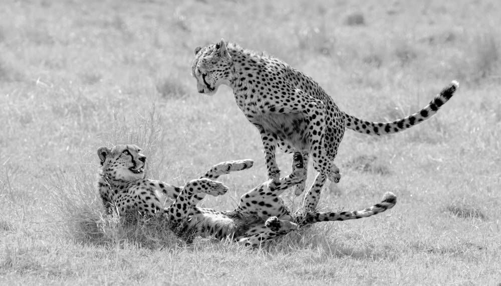 Cheetah   play time von Jie Fischer