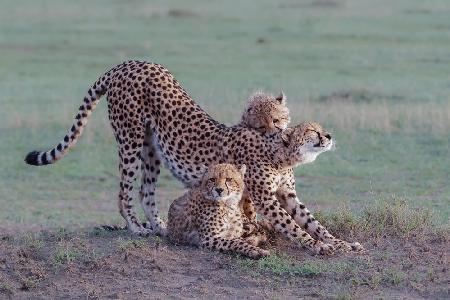 Cheetah family