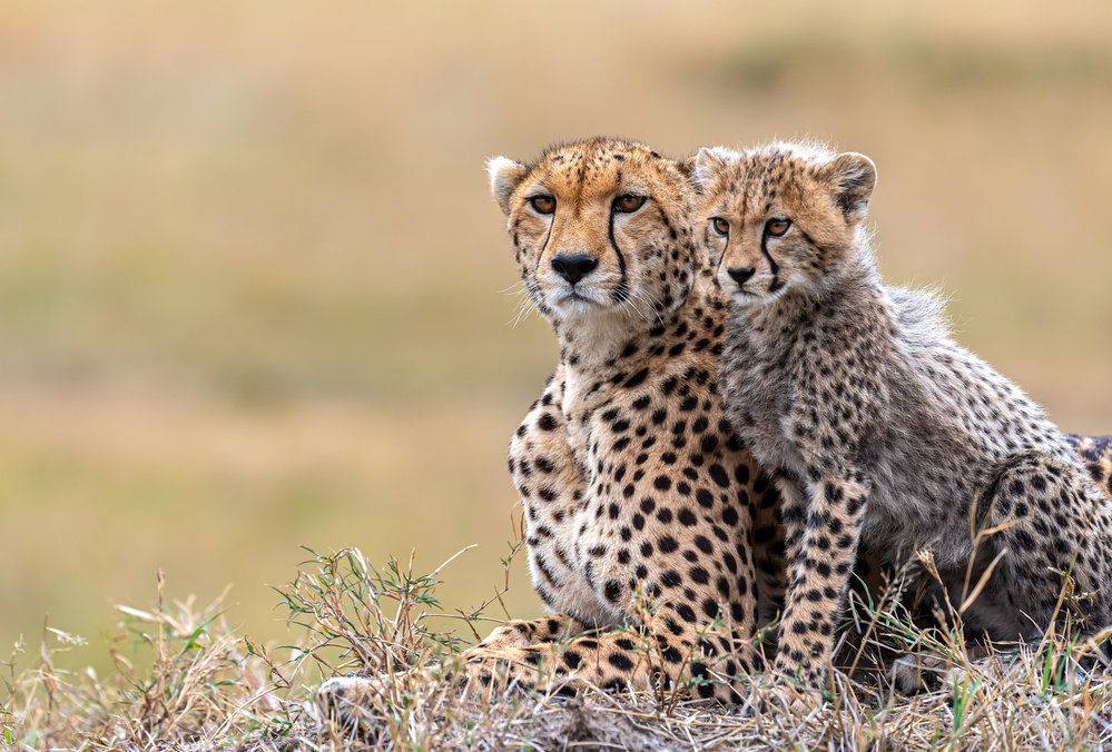 Cheetah cub with  mom von Jie Fischer