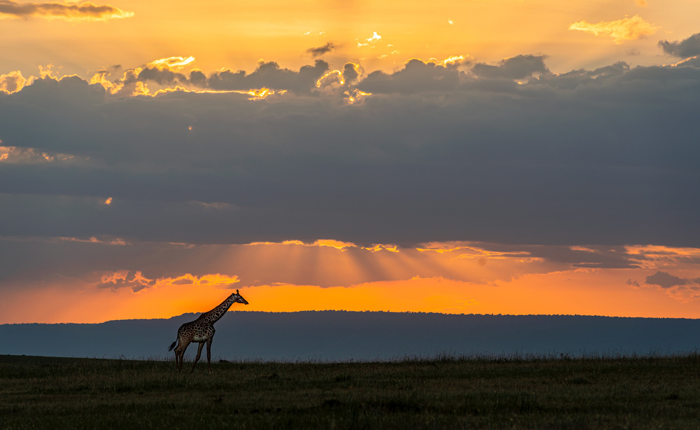 Giraffe at sunset von Jie Fischer