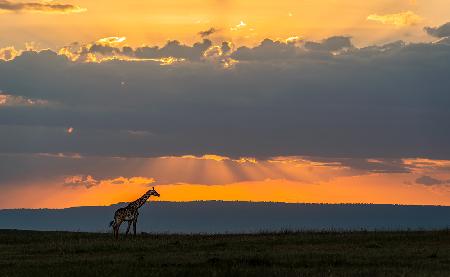 Giraffe at sunset