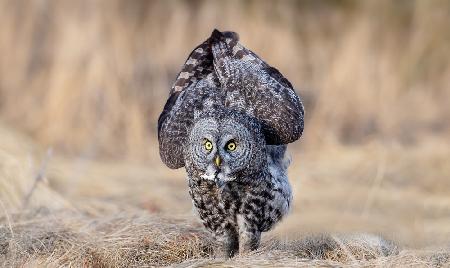 Gray owl