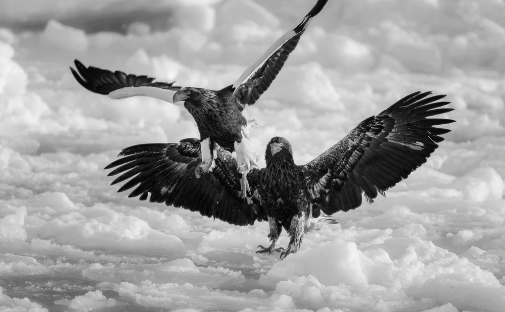 Fighting on ice von Jie Fischer