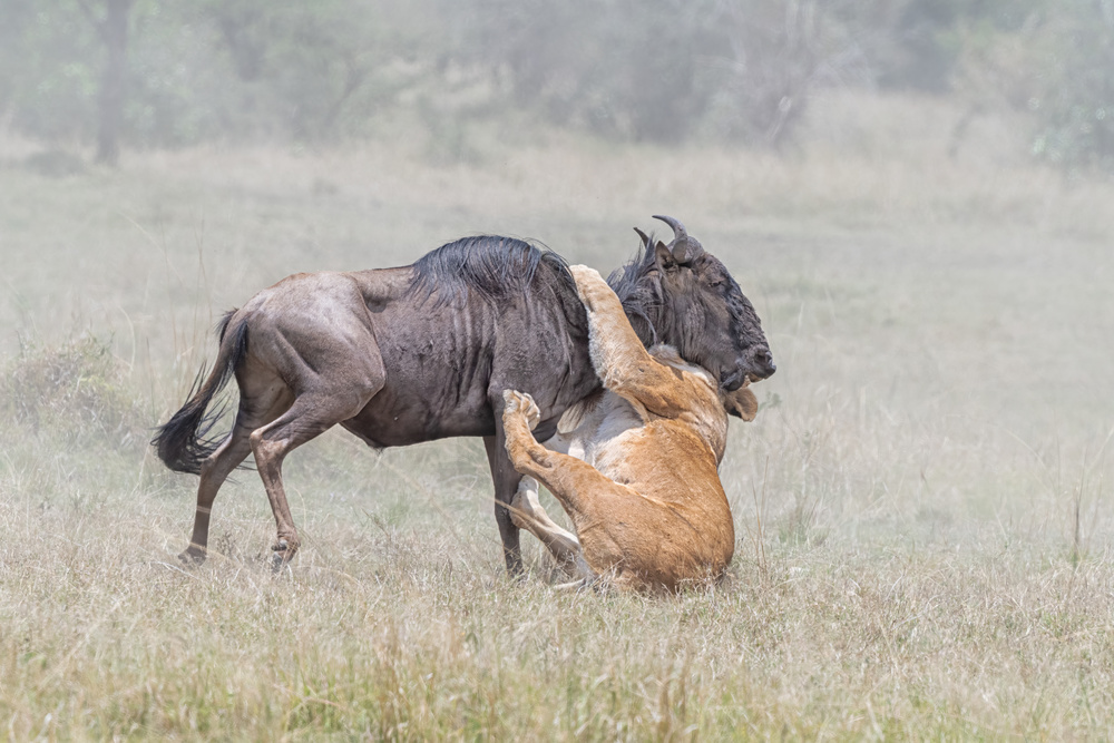 Fighting von Jie Fischer