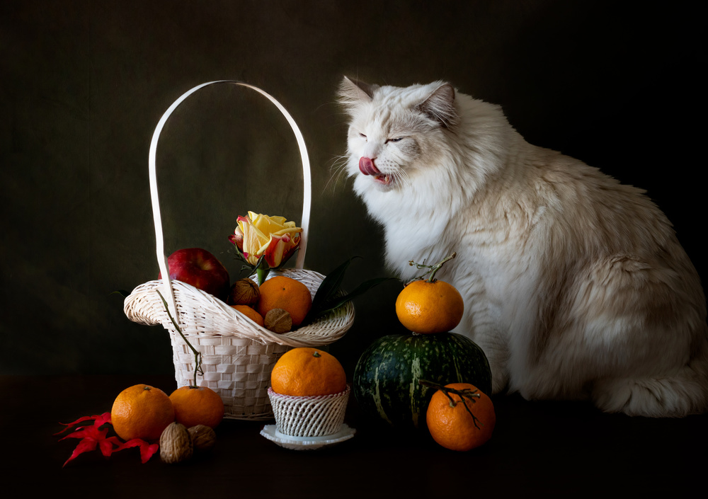 Cat and fruit von Jie Fischer