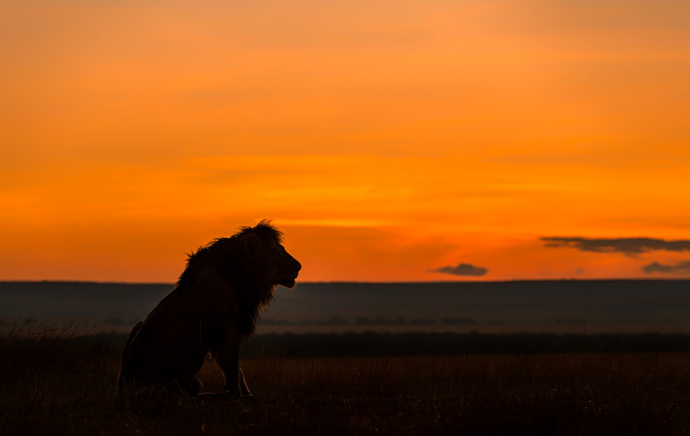 King in Sunrise von Jie Fischer