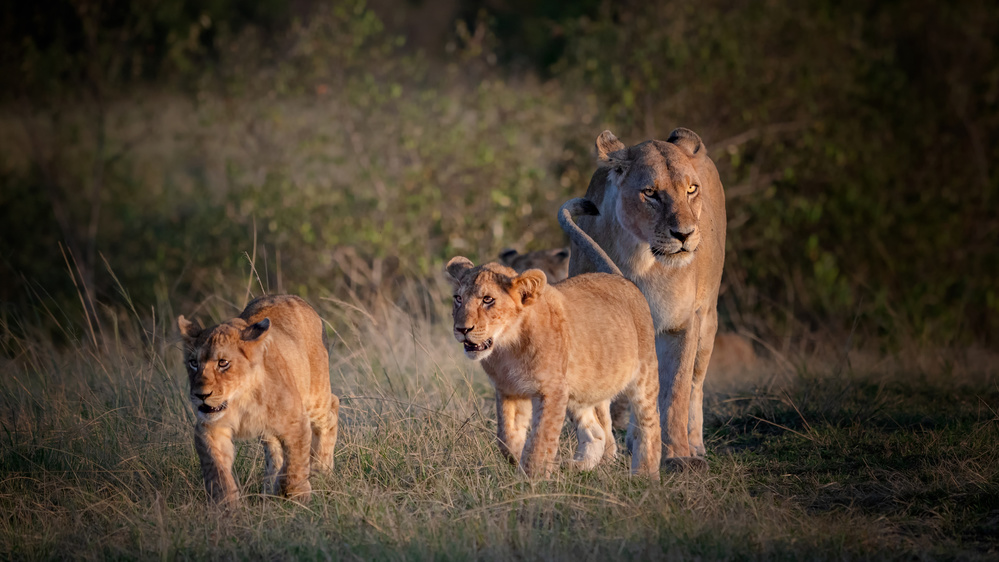 Lion family ! von Jie Fischer