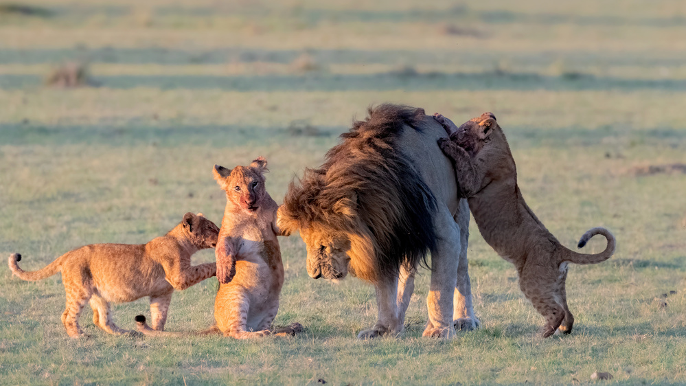 Lion  family von Jie Fischer