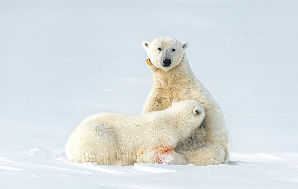 Milk time on ice von Jie Fischer