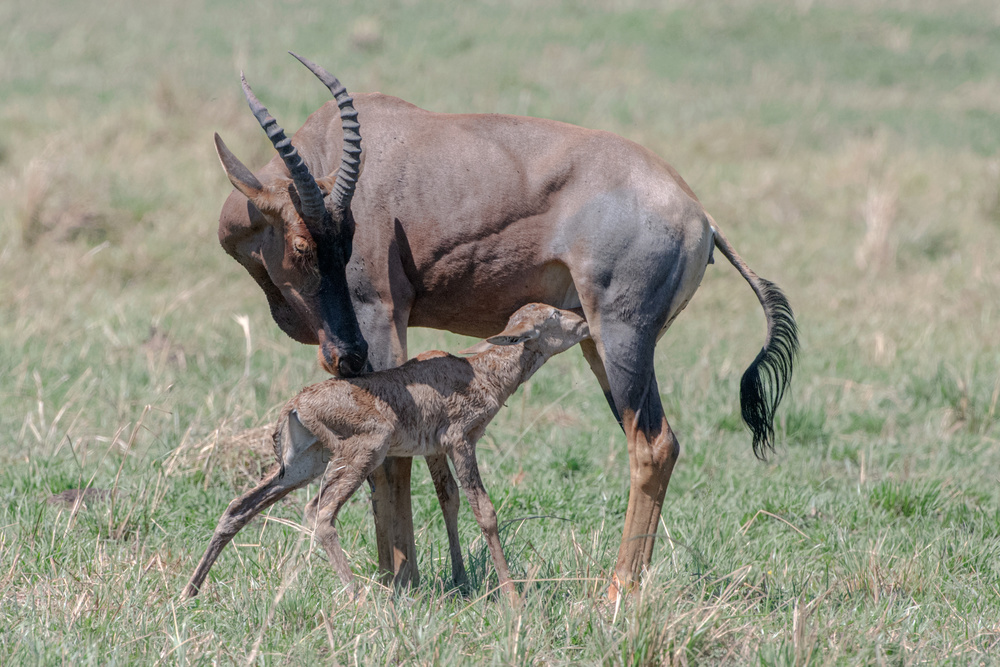 New life in Massai Mara von Jie Fischer