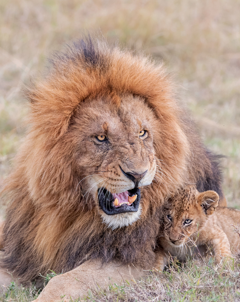 Dad and Cub von Jie Fischer